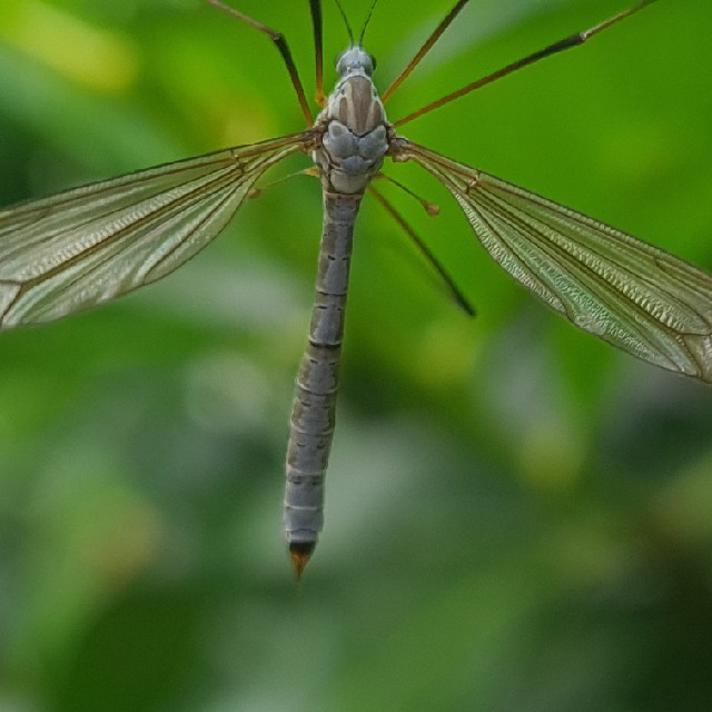 Tipula pruinosa