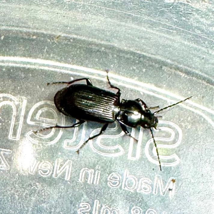 Pterostichus sp.