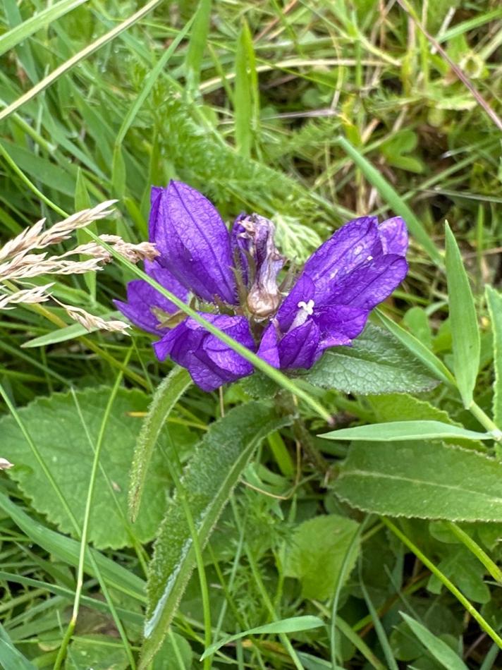 Nøgleblomstret Klokke