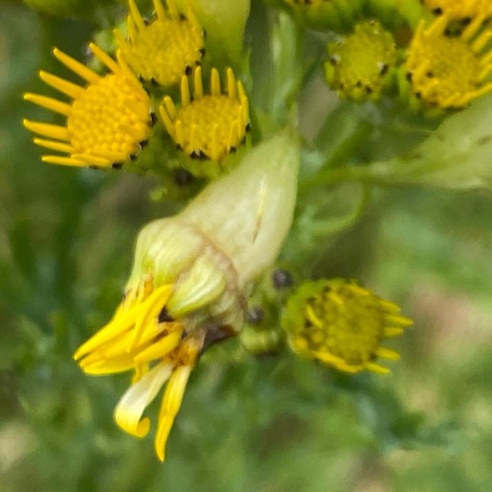 Contarinia jacobaeae