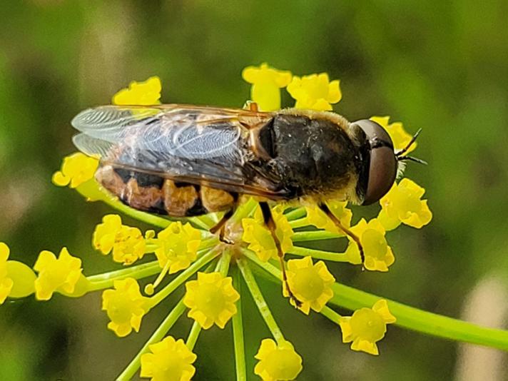 Odontomyia ornata