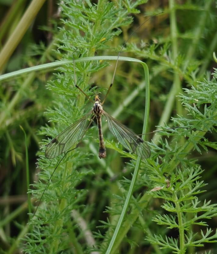 Nephrotoma quadrifaria