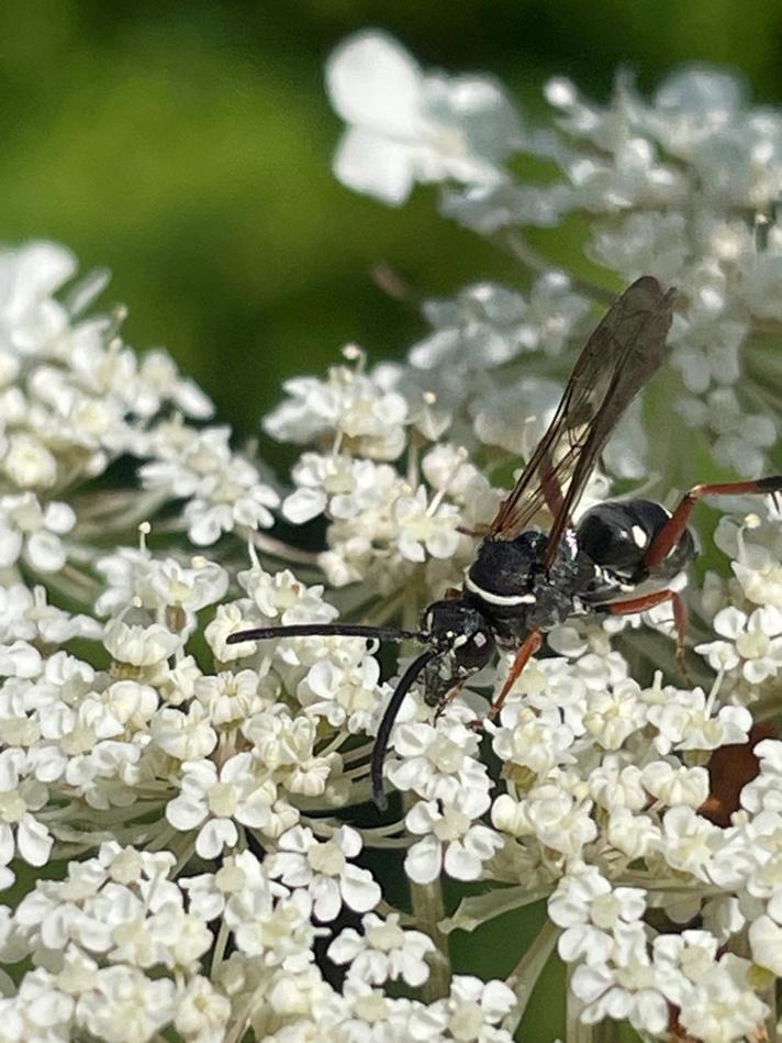 Ceropales maculata