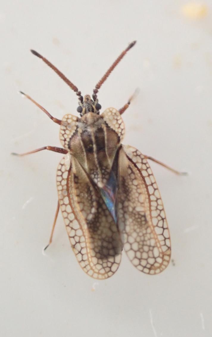 Dictyonota fuliginosa