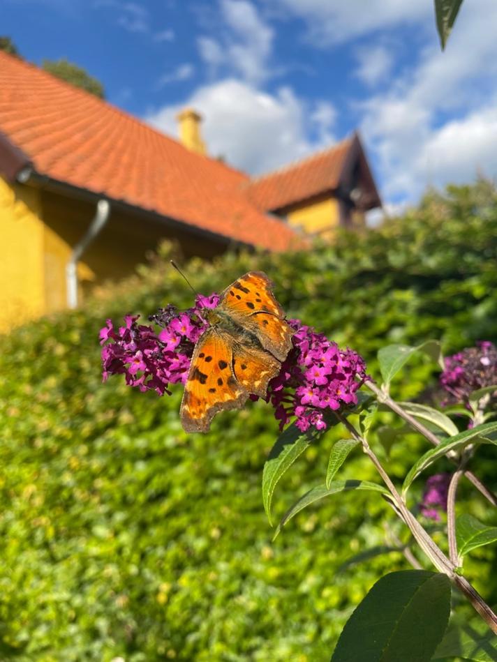 Fotograf: Mette Thybo