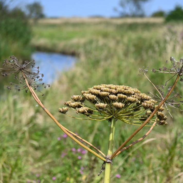 Bjørneklo sp.