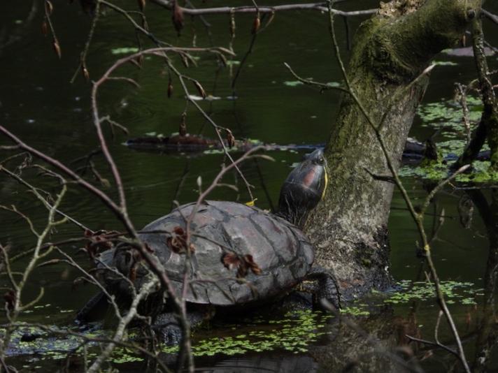 Nordamerikansk Terrapin