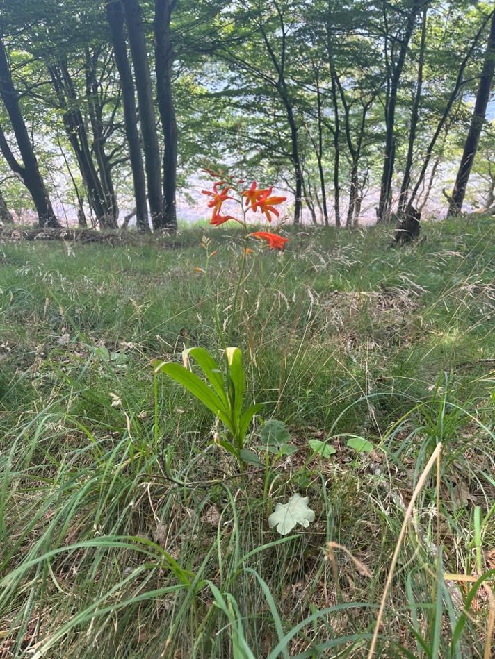 Have-Montbretia