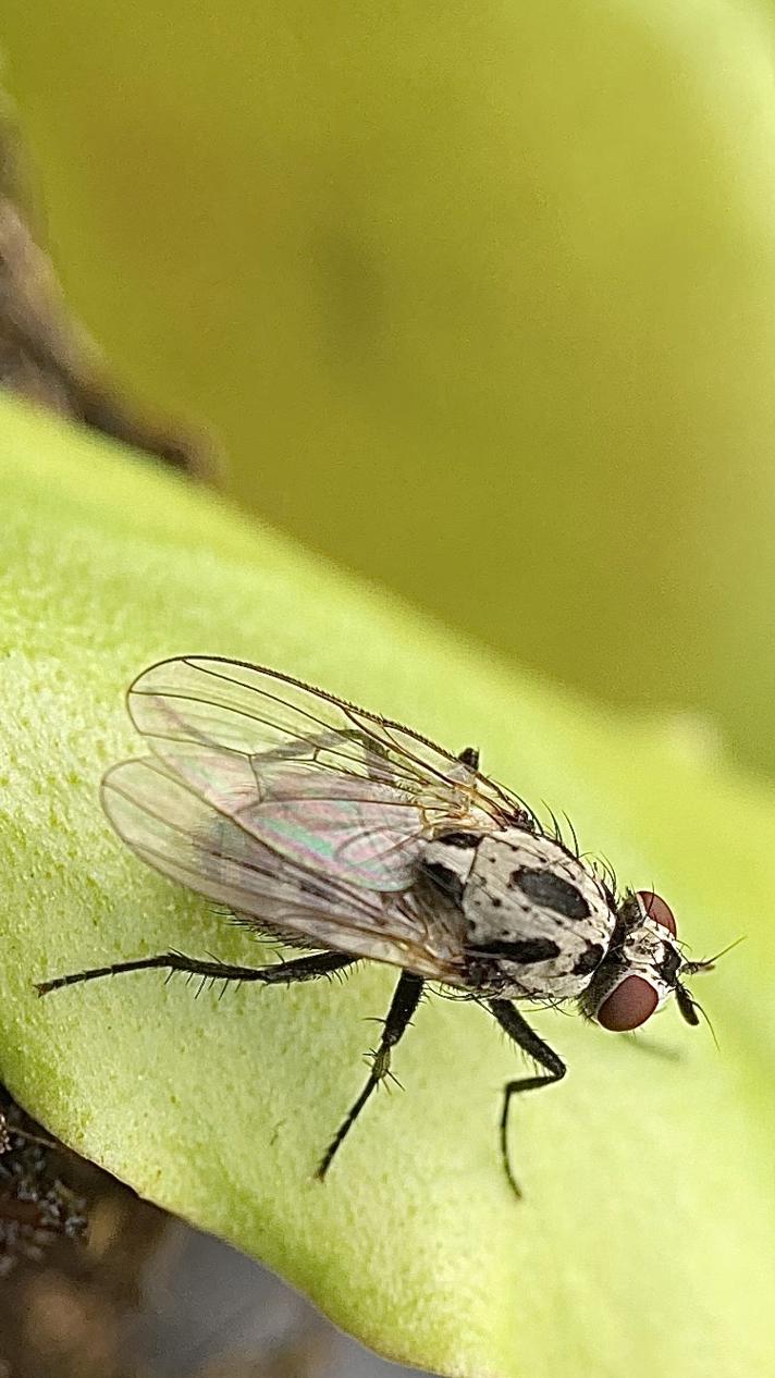 Anthomyia procellaris