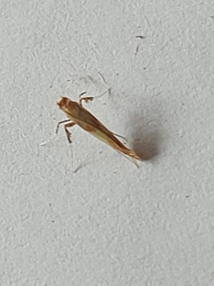 Caloptilia robustella