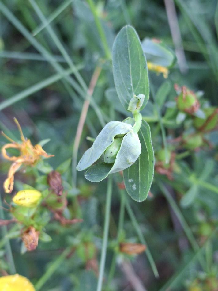 Dasineura serotina