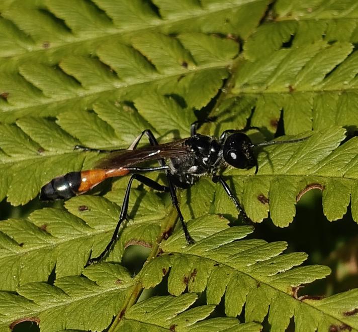 Ammophila sp. (Sandhvepse)