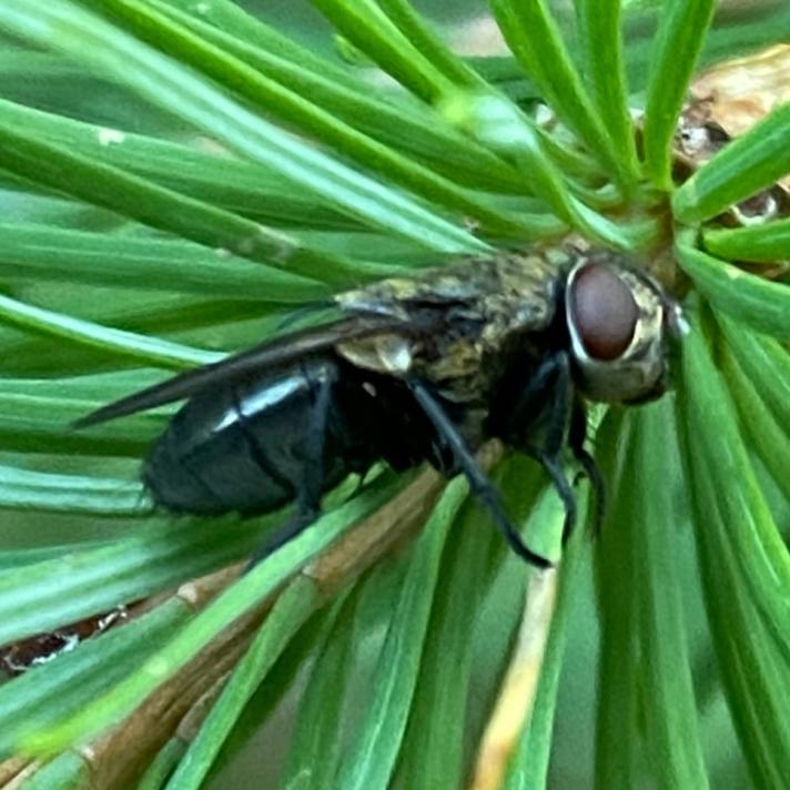 Pollenia amentaria