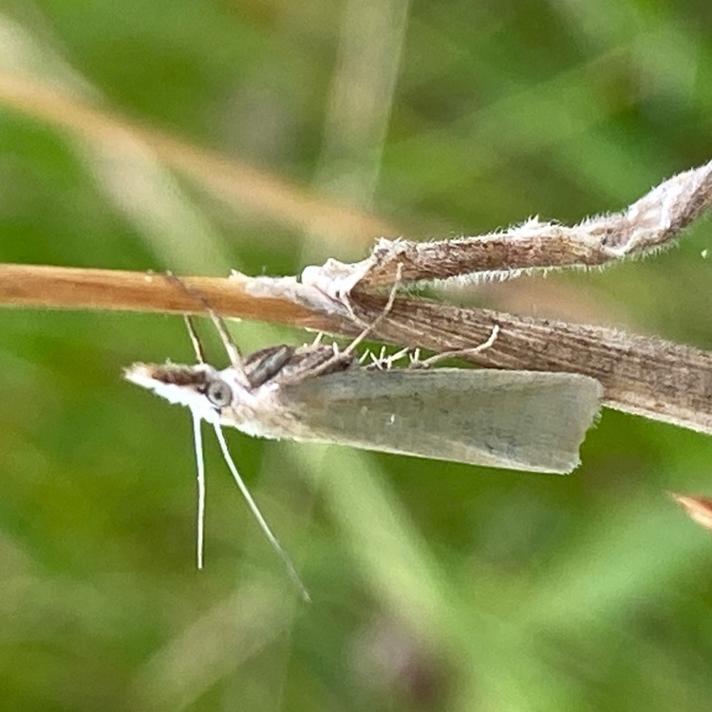 Crambus perlella