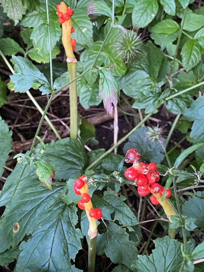 Arum sp.