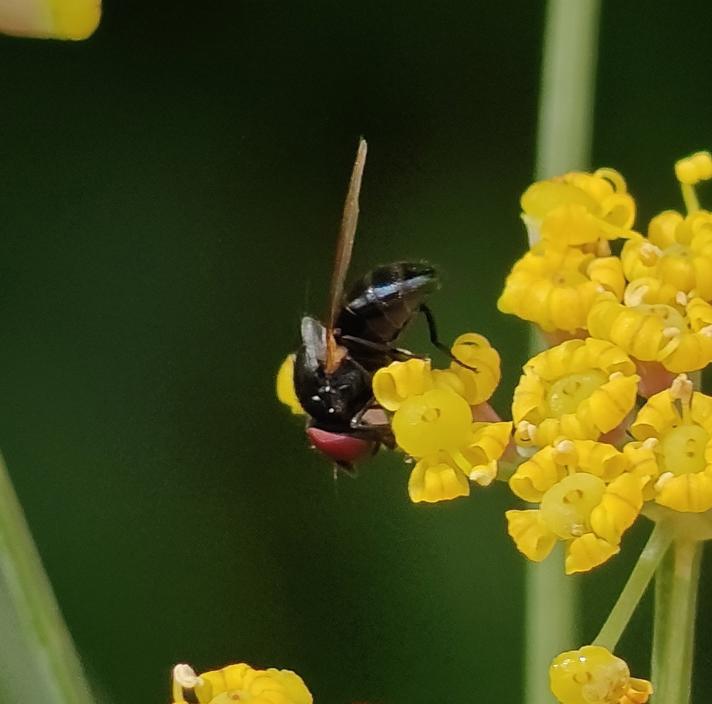 Silba fumosa