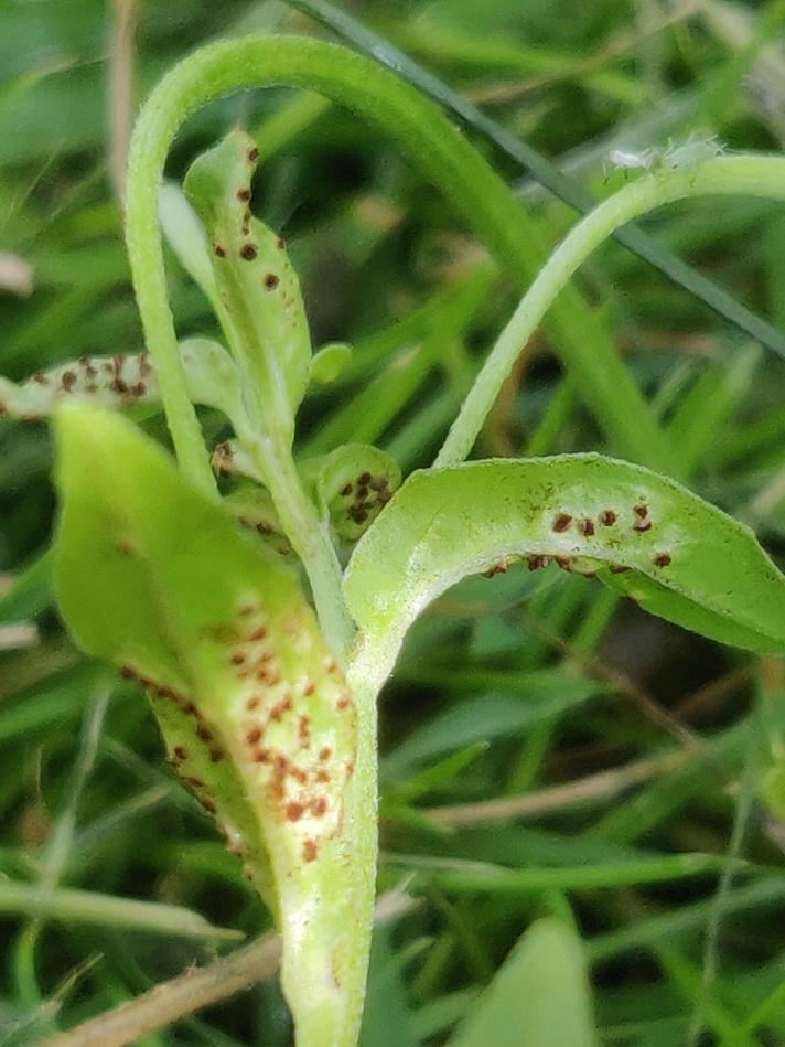 Puccinia epilobii