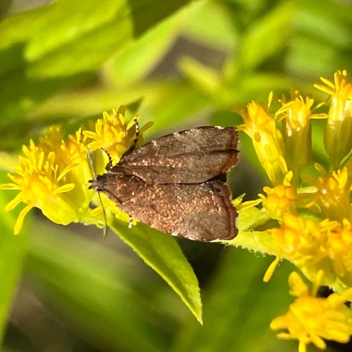 Choreutis pariana