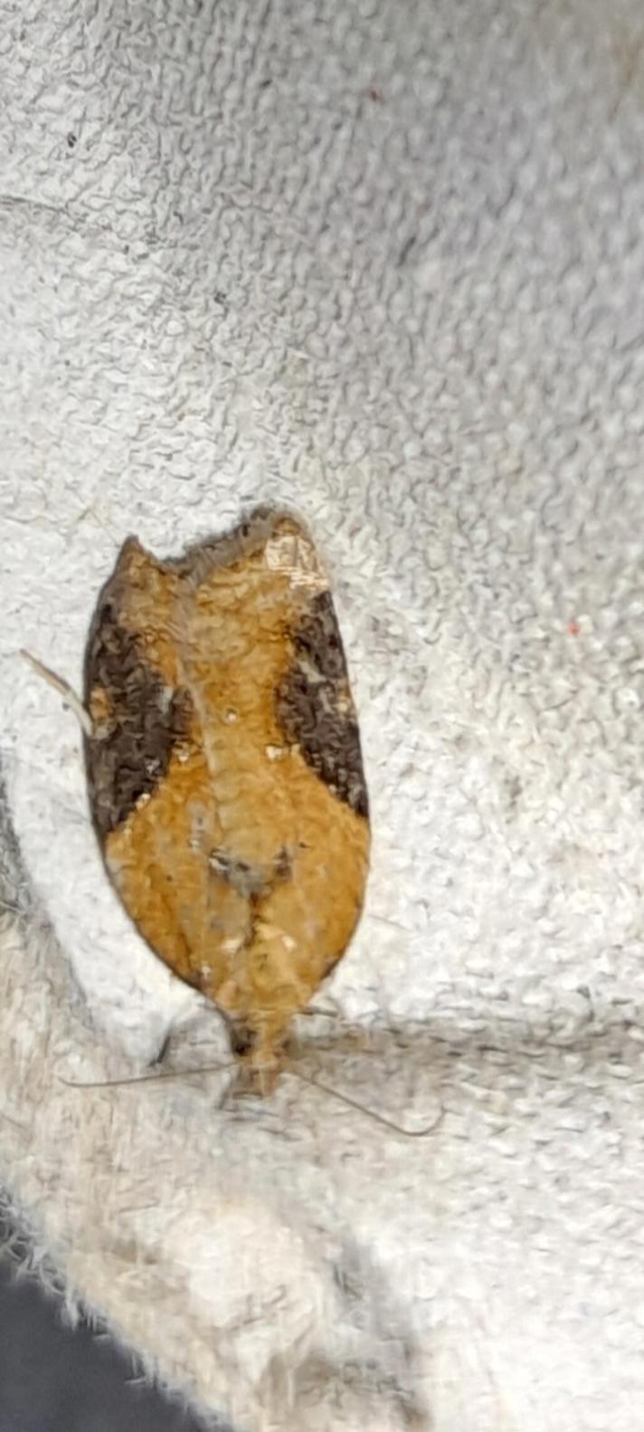 Acleris laterana