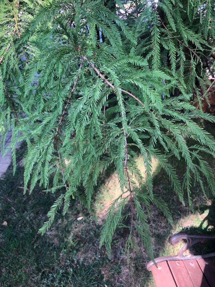 Taxodium distichum