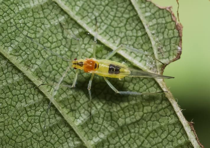 Euceraphis betulae/punctipennis