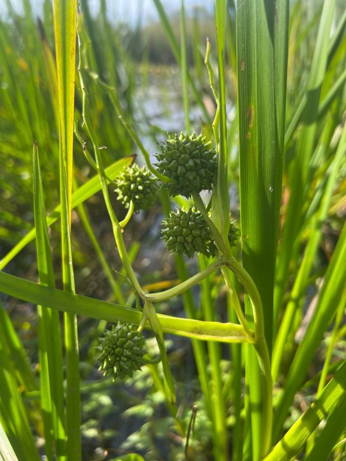 Grenet Pindsvineknop s.l.