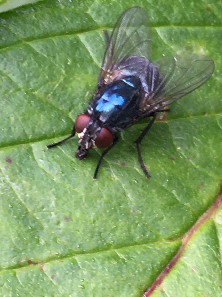 Eudasyphora cyanicolor