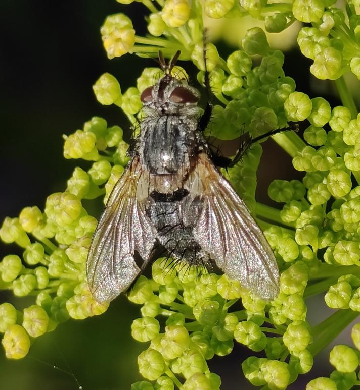 Linnaemya sp.