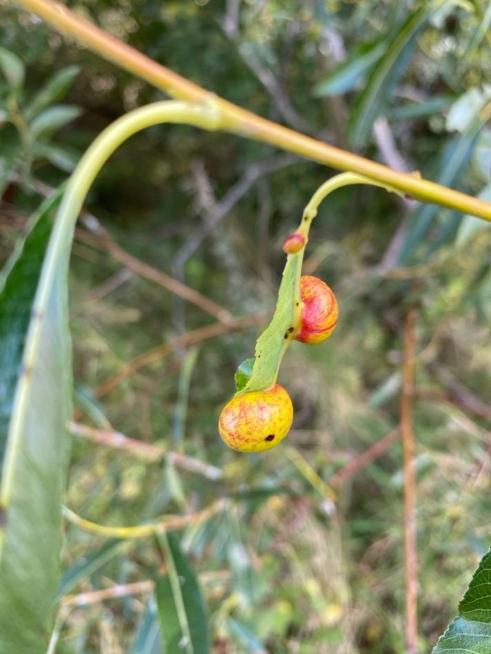 Eupontania viminalis