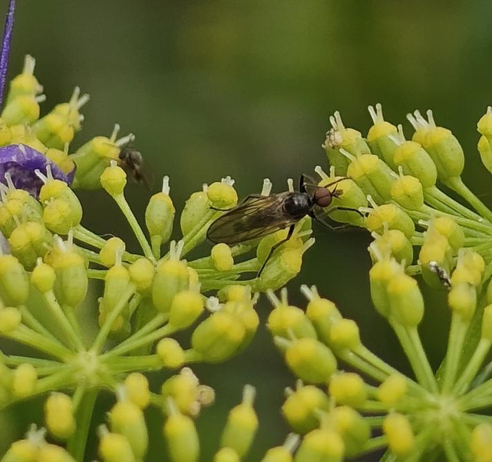 Rhamphomyia erythrophthalma