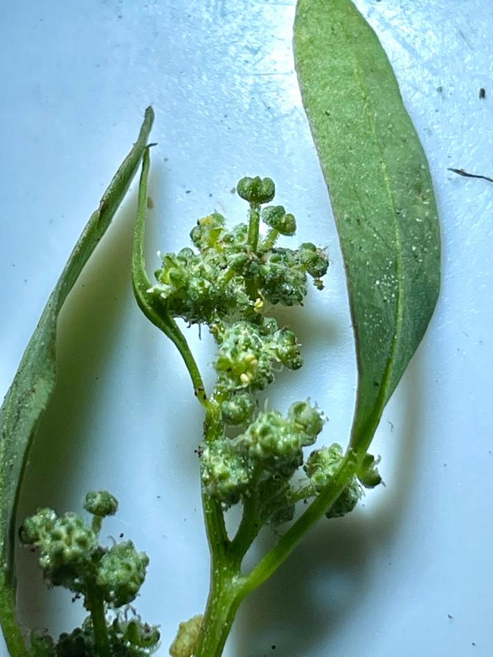 Stilkblomstret Gåsefod