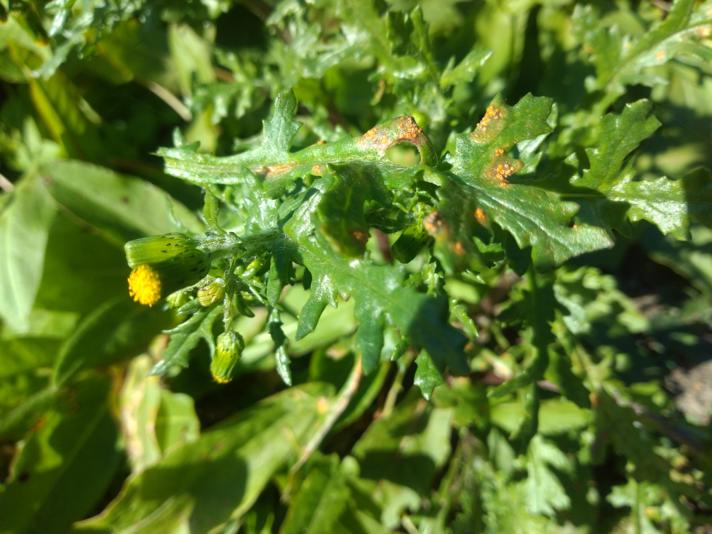 Puccinia lagenophorae