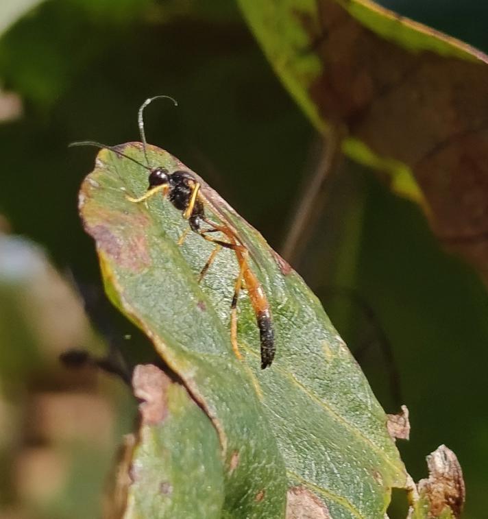 Erigorgus cerinops