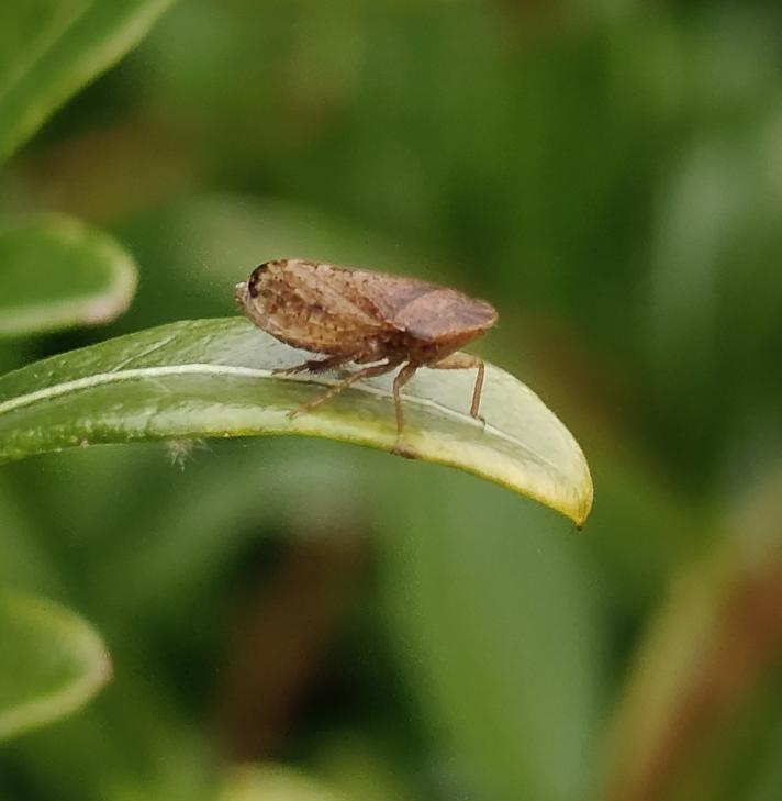 Aphrodes sp.