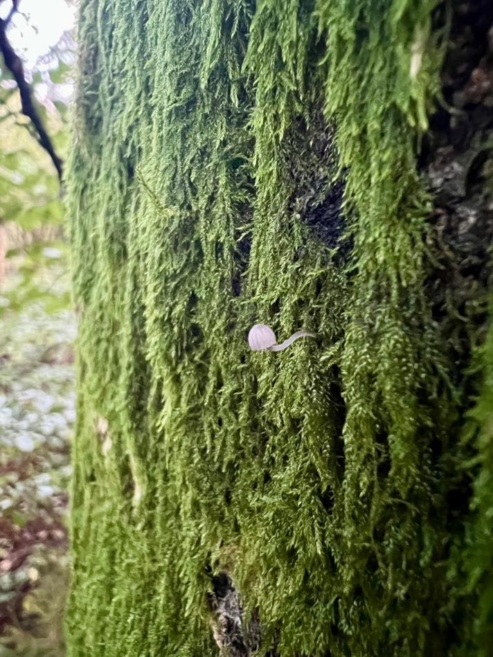 Gråblå Bark-Huesvamp