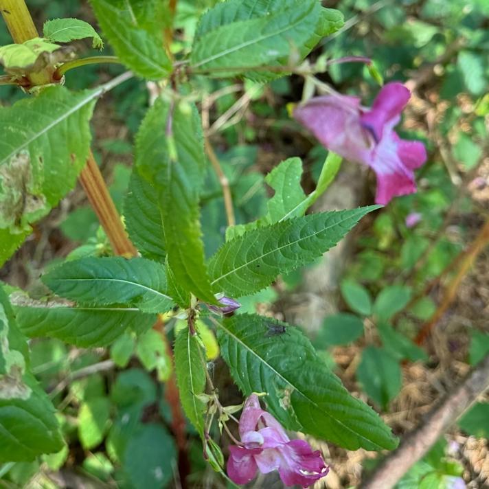 Kæmpe-Balsamin