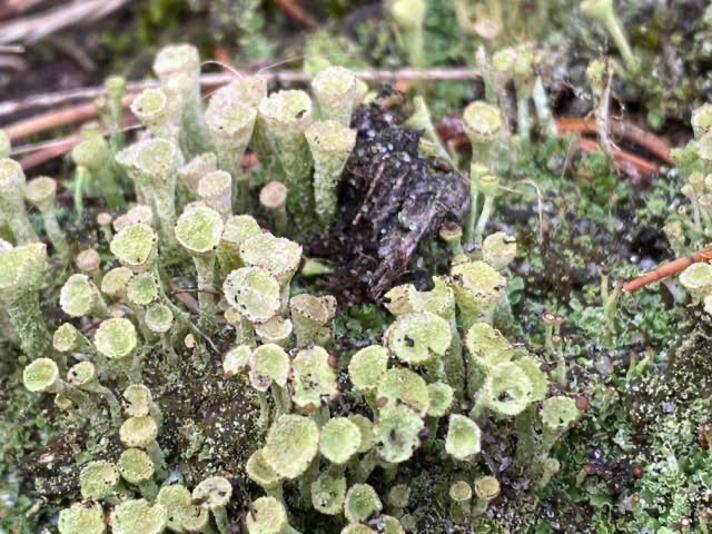 Cladonia chlorophaea s. lat.