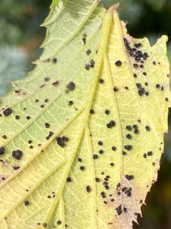 Phragmidium violaceum