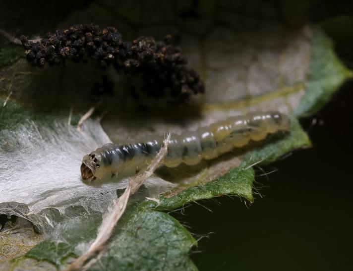 Parornix devoniella