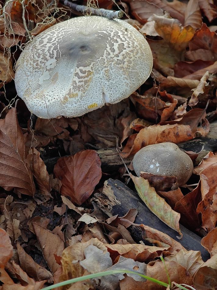 Perlehøne-Champignon