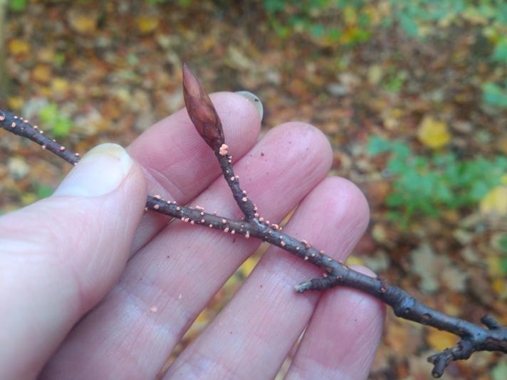 Nectria sp.