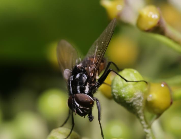 Graphomya maculata