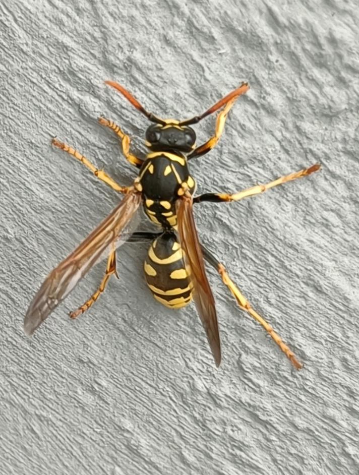 Polistes dominula