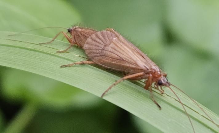 Chaetopteryx villosa