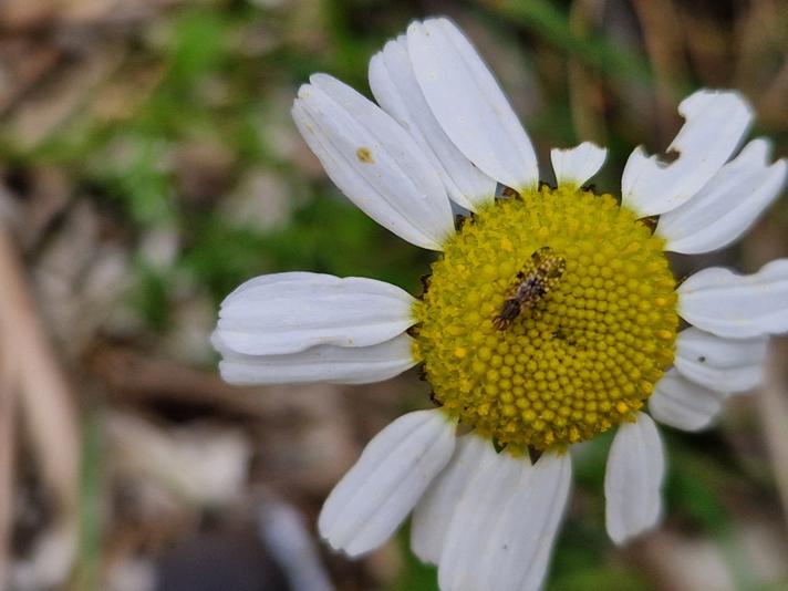 Campiglossa misella