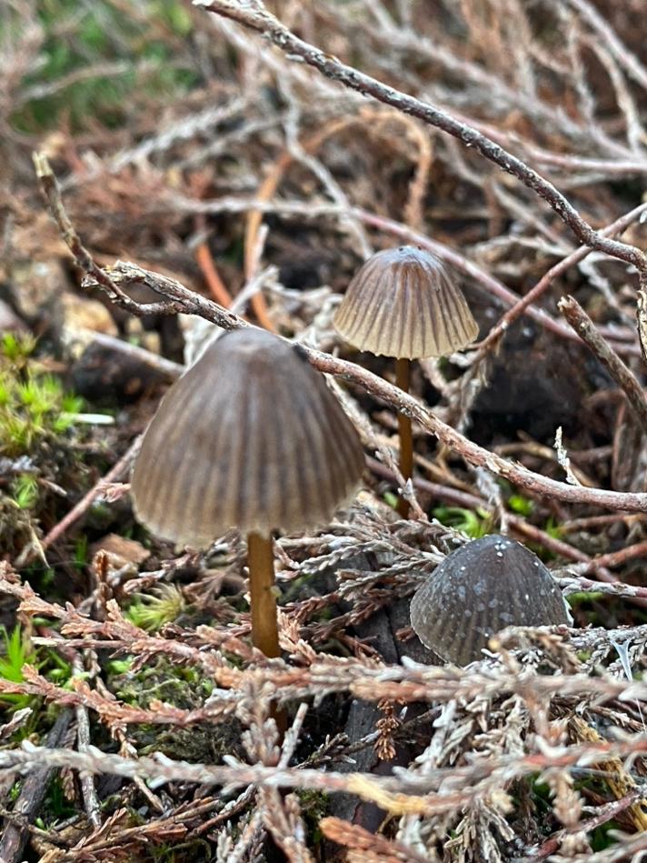 Mycena galopus var. nigra