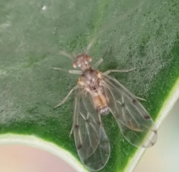 Ectopsocus petersi