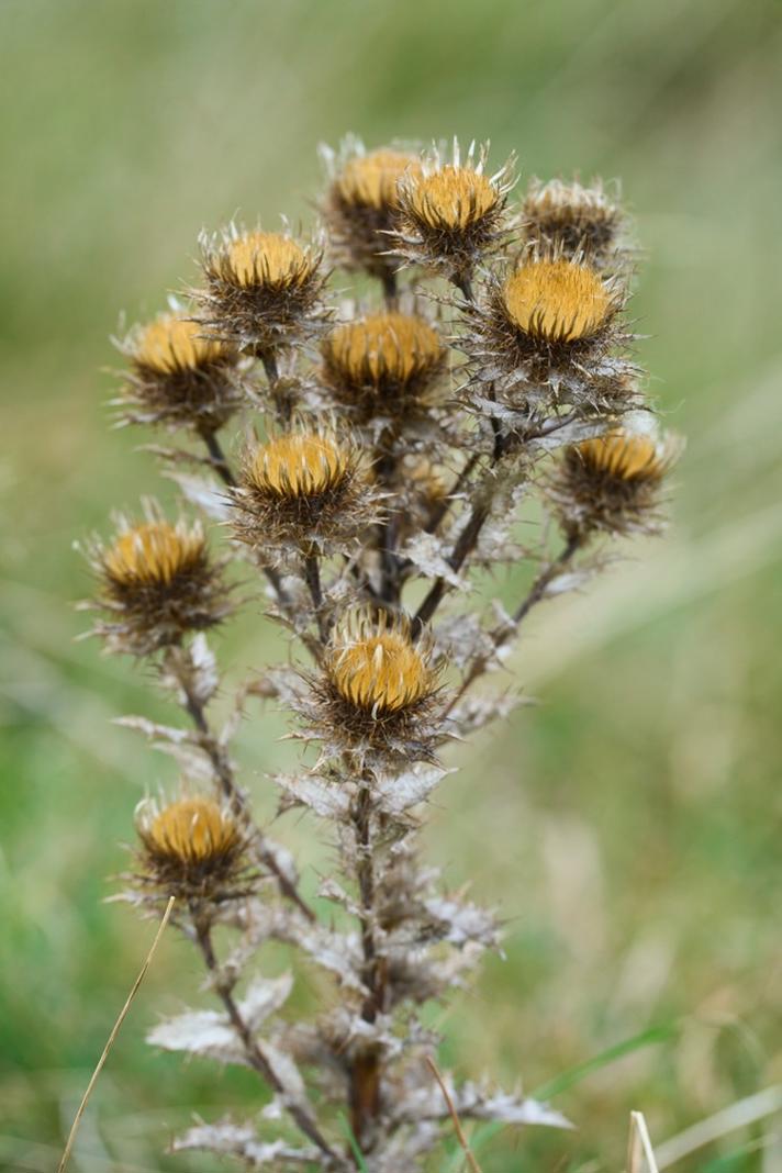 Almindelig Bakketidsel