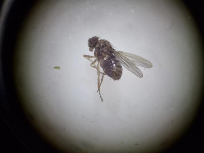 Drosophila hydei