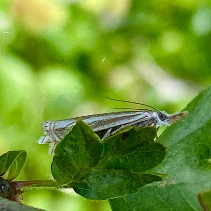 Crambus lathoniellus